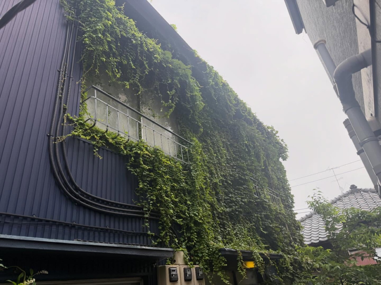 ツタに覆われた外壁