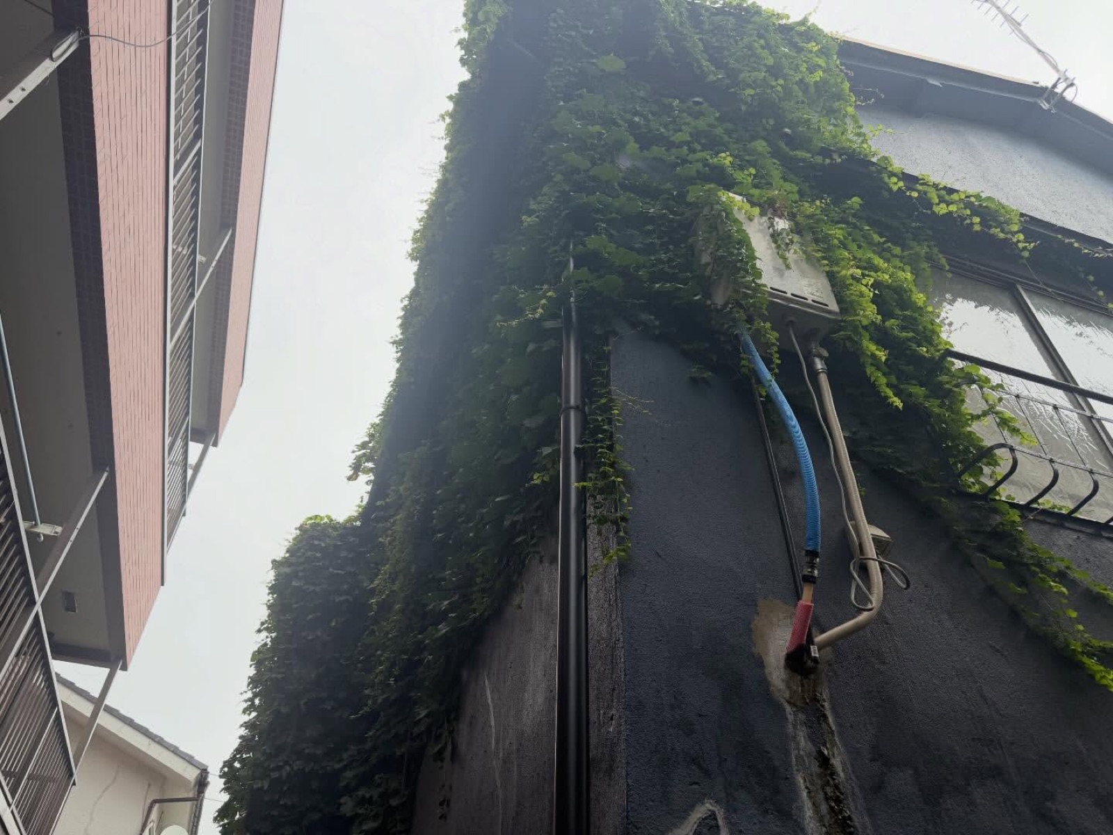 ツタ除去前