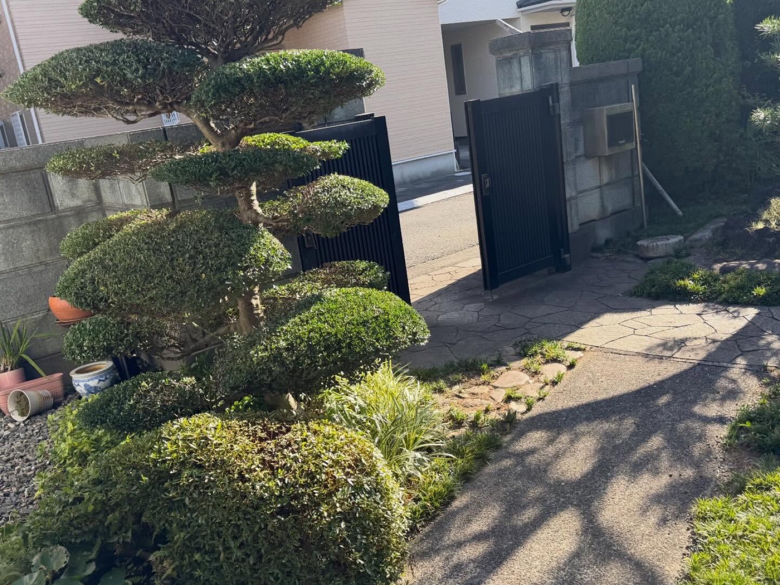 剪定を終えた仕立て木