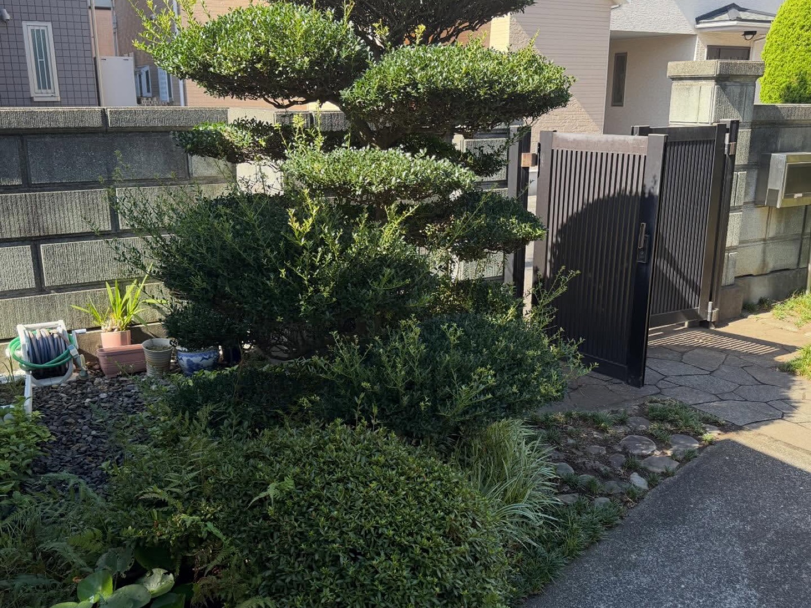 剪定前の仕立て木